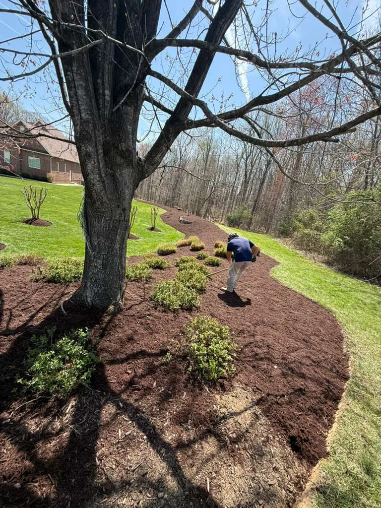 Freshly mulched curved bed around a mature tree with a crew member planting