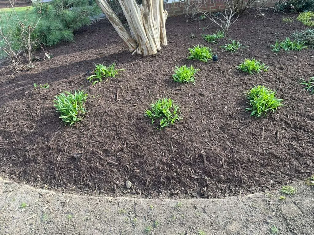 New perennials planted in a freshly edged mulch bed